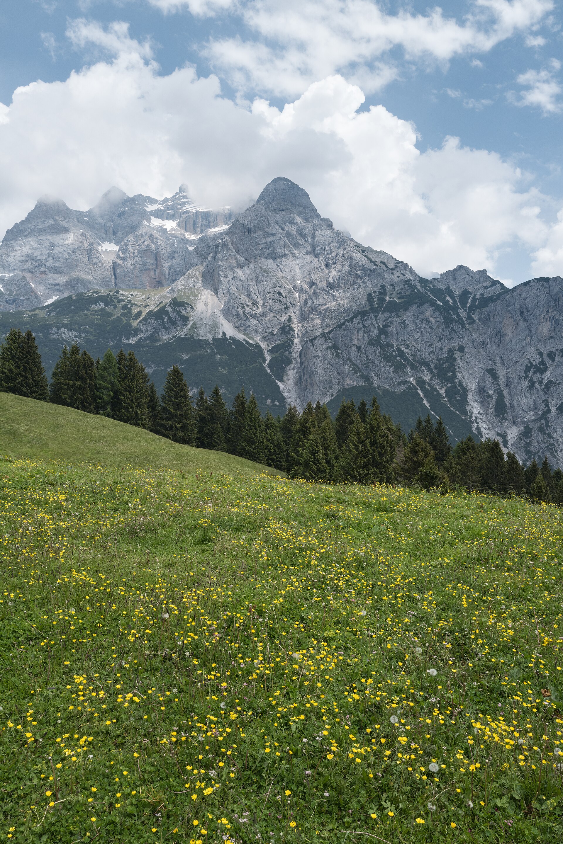 Pascolo fiorito sotto le Dolomiti di Brenta vicino a Malga Movlina in Val d’Algone